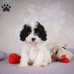 casey/Cavapoo									Puppy/Male	/7 Weeks,Areyou looking for an awesome puppy ? This one would love to be your buddy !! Bred to bring jot and love to your life !!