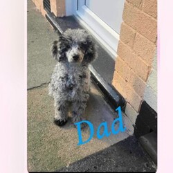 Toy poodles for sale /Toy Poodle/Female/Sex: Mixed Litter,Beautiful curly-coated puppies looking for their forever homes. We have a lovely litter of happy, healthy puppies being raised in our family home with their mum. They are handled daily and are becoming used to everyday household sights and sounds. The puppies will be wormed regularly and will be microchipped before leaving. They will be ready for their new homes at 8 weeks of age. They are looking for loving, responsible homes where they will receive lots of care and attention . £200 deposit to secure  ONLY BLACK  BOY AVAILABLE 