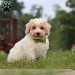 Benji/Bich-Poo									Puppy/Male	/10 Weeks,Hi! My name is Benji, and I am a very cute Bichapoo puppy with a sweet personality and a heart full of love! I love playing, exploring new things, and getting lots of attention and cuddles. I have a soft, fluffy coat, an adorable face, and a playful little personality that makes every day more fun. I’m always ready for a new adventure, but I’m just as happy snuggling up and enjoying some quiet time. I can’t wait to find my forever family and fill their home with lots of puppy love, laughter, and happy memories!