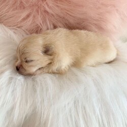 Outstanding KC Creme Pom boys available /Pomeranian/Female/Sex: Male,Here I have the most striking two Creme KC Pom boys available , 