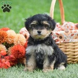 Sage/Morkie / Yorktese									Puppy/Female	/June 20th, 2026,Hello and Welcome to Gold Star Cavaliers!! Although Cavaliers are our specialty, we have an exciting litter of 2 Morkie girls!! They are just adorable! Both girls are 1st generation Morkie; Mother is a Yorkie and Father is a Maltese. These pups are well socialized around family and children; fully vet checked with all paperwork provided along with a 30 day health guarantee and small bag of puppy food and info packet to take along home! Dont miss out these pups cant wait to meet you!