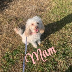 Toy poodles for sale /Toy Poodle/Female/Sex: Mixed Litter,Beautiful curly-coated puppies looking for their forever homes. We have a lovely litter of happy, healthy puppies being raised in our family home with their mum. They are handled daily and are becoming used to everyday household sights and sounds. The puppies will be wormed regularly and will be microchipped before leaving. They will be ready for their new homes at 8 weeks of age. They are looking for loving, responsible homes where they will receive lots of care and attention . £200 deposit to secure  ONLY BLACK  BOY AVAILABLE 