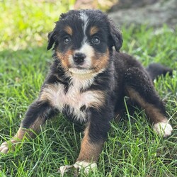 Adopt a dog:Ophelia/Bernese Mountain Dog/Female/,Hi, I'm Ophelia! I'm a 6-week-old female Bernese Mountain Dog with a beautiful black, rust & white coat, born on July 12. I'll be ready to go home to my forever family after September 6, once I'm grown enough to leave my litter. When I reach my adult size, I should weigh between 60–105 lbs. I'm AKC registered. I will bring love, laughter, and a bit of puppy mischief.