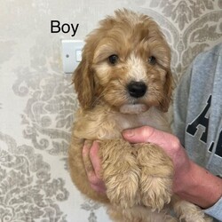 Cockapoo F1/Cockapoo/Female/Sex: Mixed Litter,Lovely F1 cockapoo puppies 2 girls 3 boys up to day with worming mum is family pet dad is family members dog good temperament please contact for more information 