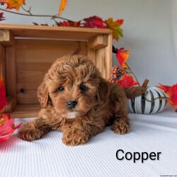 Copper/Shih-Poo									Puppy/Male	/9 Weeks,Copper is the sweetest little Shih-poo! Copper is very well socialized and playful! He is such a fluffy an cuddly puppy! He is vet checked and mirco-chipped and up to date on shots and dewormer! For more information on little sweetheart call Katie today! 
