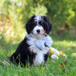 Slinky/Mini Bernedoodle									Puppy/Male	/8 Weeks