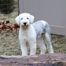 Grace/Sheepadoodle									Puppy/Female	/7 Weeks,Meet Grace, a very cute Sheepadoodle girl with an adorable face, a soft, fluffy coat, and a sweet personality that is sure to steal your heart! Grace is a happy and playful little girl who loves getting attention, playing with the people around her, and exploring her surroundings. She also enjoys plenty of cuddles and affection and is sure to grow into a wonderful, loving companion for her forever family. With her charming looks, gentle nature, and fun-loving personality, Grace is sure to bring lots of smiles, puppy kisses, and wonderful memories to her new home!