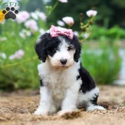 Grace/Sheepadoodle									Puppy/Female	/7 Weeks,Meet Grace, a very cute Sheepadoodle girl with an adorable face, a soft, fluffy coat, and a sweet personality that is sure to steal your heart! Grace is a happy and playful little girl who loves getting attention, playing with the people around her, and exploring her surroundings. She also enjoys plenty of cuddles and affection and is sure to grow into a wonderful, loving companion for her forever family. With her charming looks, gentle nature, and fun-loving personality, Grace is sure to bring lots of smiles, puppy kisses, and wonderful memories to her new home!