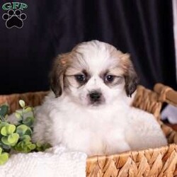 Seth/Teddy Bear									Puppy/Male	/9 Weeks,Introducing Seth, a captivating little sweetheart with markings that are almost too cute to be real! If you are searching for high-quality 