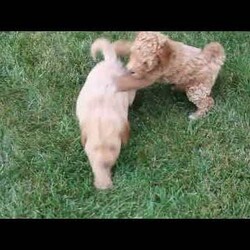 Kai/Mini Goldendoodle									Puppy/Male	/11 Weeks,Kai is a precious Miniature Goldendoodle puppy who is socialized, family raised with children, and ready to meet you! This cutie-pie has been checked out by a vet and is up to date on shots and de-wormer. The breeder will also be providing a 30 day health guarantee when Kai heads home with his forever family.
