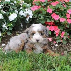 Harmony/Mini Bernedoodle									Puppy/Female	/10 Weeks,Meet this charming multigeneration Miniature Bernedoodle who is started on potty training! They are already mostly going potty outside, think of the time you will save getting a puppy who has potty training as a part of their socialization program! Additionally each puppy comes up to date on shots and dewormer and is vet checked. Please call for more details on how you can add one of our beautiful puppies to your home! 