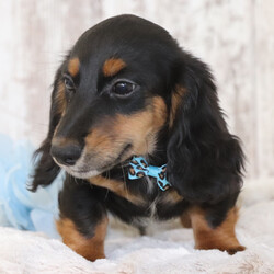 Graham/Dachshund/Female/