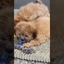 Storm/Teddy Bear									Puppy/Male	/9 Weeks,Meet Storm, a precious little bundle of warmth ready to light up your life! If you are looking for an adorable 