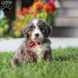 Lemonhead/Mini Bernedoodle									Puppy/Male	/6 Weeks,Hi, I’m Lemonhead, a very cute Mini Bernedoodle with an adorable face, a soft, fluffy coat, and a sweet personality that is sure to melt your heart! I’m a playful and affectionate little puppy who loves getting attention, exploring my surroundings, and spending time with the people around me. I enjoy playtime, cuddles, and being part of the fun, and I have a happy, loving personality that makes me such a joy to be around. I can’t wait to find my forever family and fill their home with lots of love, cuddles, and wonderful memories!