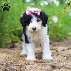 Grace/Sheepadoodle									Puppy/Female	/7 Weeks,Meet Grace, a very cute Sheepadoodle girl with an adorable face, a soft, fluffy coat, and a sweet personality that is sure to steal your heart! Grace is a happy and playful little girl who loves getting attention, playing with the people around her, and exploring her surroundings. She also enjoys plenty of cuddles and affection and is sure to grow into a wonderful, loving companion for her forever family. With her charming looks, gentle nature, and fun-loving personality, Grace is sure to bring lots of smiles, puppy kisses, and wonderful memories to her new home!