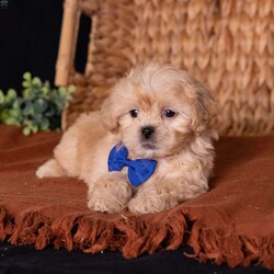 Storm/Teddy Bear									Puppy/Male	/9 Weeks,Meet Storm, a precious little bundle of warmth ready to light up your life! If you are looking for an adorable 