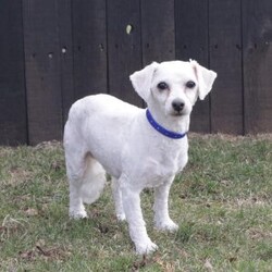 Ringo/Bich-Poo									Puppy/Male	/July 16th, 2026,Check out this adorable Bich-poo puppy! This sweet boy is well socialized and sure to be a great addition to any family. He is vet checked,up to date on shots and dewormer, plus comes with a health gaurantee. To learn more about Ringo and how to claim him as your own, please contact Naomi today!