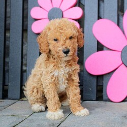 Kai/Mini Goldendoodle									Puppy/Male	/11 Weeks
