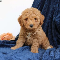 Juno/Mini Goldendoodle									Puppy/Male	/8 Weeks