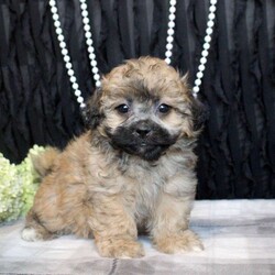 Victor/Shih Tzu Mix									Puppy/Male	/11 Weeks,Meet your new BFF, Victor! This fluffy Shih Tzu Mix puppy is vet checked & up to date on shots & wormer, plus comes with a health guarantee provided by the breeder! Victor is well socialized & currently being family raised with children!