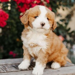 Rose/Mini Bernedoodle									Puppy/Female	/8 Weeks