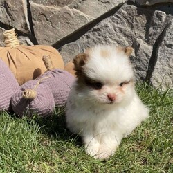 Rocky/Pomeranian									Puppy/Male	/July 30th, 2026,Hi, meet Rocky! He is an AKC Pomeranian puppy. He is friendly, playful and so handsome! His sweet personality will win your heart. He is up to date on vaccines, and deworming. For more information or to schedule a visit please call or text Neva Monday through Saturday. All Sunday calls will be returned Monday.