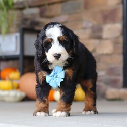 Ben/Mini Bernedoodle									Puppy/Male	/8 Weeks