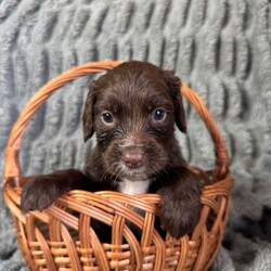 Adopt a dog:Sprocker /Sprocker/Female/Sex: Mixed Litter,My beautiful girl Bella have amazing 8puppy’s.  3girls and 5boys. They are the most beautiful little characters ! ! !