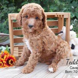 Teddy/Cavapoo									Puppy/Male	/8 Weeks