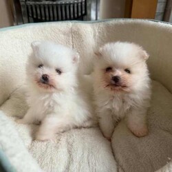 Two Beautiful White Pomeranian Boys Puppies//Female/NaN,We have two beautiful white Pomeranian boys looking for their loving forever homes.