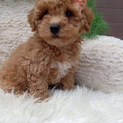 Willow/Bich-Poo									Puppy/Female	/8 Weeks,Meet Willow! An adorable Bichpoo puppy! She loves cuddles and all the attention!  She is up to date on vaccines, and deworming. And has had a clear vet check done.The momma to these babies is a beautiful Bichon weighing around 12 pounds. And the dad a beautiful Mini poodle weighing around 10 pounds. For more information call or text Mary Sue.  A $200 deposit will reserve her and is nonrefundable. 