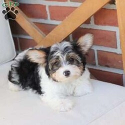 Charlie/Yorkie									Puppy/Male	/July 8th, 2026,Charlie is one of four and his litter, his approximate adult weight is 4 to 5 pounds. 