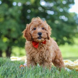 Nash/Cavapoo									Puppy/Male	/12 Weeks,Hi, my name is Nash! I am an adorable F1B Cavapoo puppy who was born on June 29, 2026. I am a sweet, happy little guy with a loving personality and a wonderful temperament. I have been well socialized and absolutely love being around people. Whether I’m getting attention, playing with my toys, exploring my surroundings, or simply relaxing with my favorite people, I’m happiest when I’m part of the action!