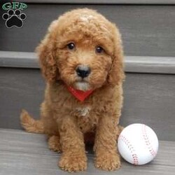 Louie/Mini Goldendoodle									Puppy/Male	/8 Weeks,Hi there!! My name is Louie and I would love to come home with you. I am sure with one look into my warm, sweet eyes and I’ll be sure I will have captured your heart already! I am very happy, playful and very kid friendly! I stand out above the rest with my curly red coat and my sweet teddy bear face! Full of personality and always ready to give amazing puppy kisses, I would love to fill your home with all of my puppy love! I have been vet checked and I am up to date on vaccinations and dewormings and I will also come with a 1-year guarantee with the option of extending it to a 3-year guarantee.  Shipping is available anywhere in the USA! My mother is Sandy, a sweet, loving 32# Mini Goldendoodle, and my father is Atlas, a 16# AKC mini poodle and he is genetic tested clear! That makes me an F1b mini goldendoodle and I will grow to approx. 20-25# and I will be hypoallergenic and nonshedding!! Why wait when you know I am meant to be yours? Call or text Martha to make me the newest addition to your family and get ready to spend a lifetime of tail wagging fun!   (7% sales tax on in home pickups) 