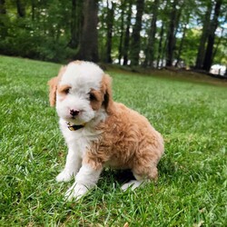 Hazel/Mini Bernedoodle									Puppy/Female	/August 5th, 2026