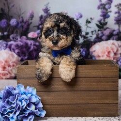 Regan/Miniature Poodle									Puppy/Male	/8 Weeks,Meet Regan, an adorable Mini Poodle puppy with a sweet personality and plenty of charm! Regan has been vet checked and is up to date on all her shots and vaccines. Her mom, Patches, weighs 12 lbs., and her dad, All Star, weighs 14 lbs. Regan is healthy, happy, and ready to find her loving new home!