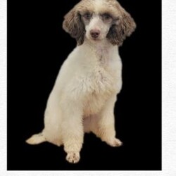 Briggs/Mini Bernedoodle									Puppy/Male	/6 Weeks,Briggs is a handsome male F1B Mini Bernedoodle with a sweet, friendly personality. He loves people, enjoys attention, and is great with kids! He is expected to be approximately 16–27 lbs full grown, making him a wonderful size for a family companion. Briggs will be ready to go home October 5th!
