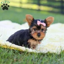 Macy/Yorkie									Puppy/Female	/9 Weeks,Hi, my name is Macy, and I’m a sweet little Yorkshire Terrier who is ready to bring lots of love, fun, and puppy kisses to my forever family! I’m a happy and playful girl who loves attention and enjoys being around people. I’ve been well socialized and given lots of love and care, helping me grow into a friendly and confident little companion.