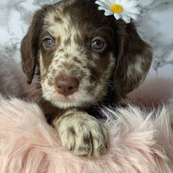 Adopt a dog:Miniature labradoodle puppies/Labradoodle/Female/Sex: Mixed Litter,Beautiful 8 week old miniature labradoodle puppies looking for their forever home 5 girls and 4 boy