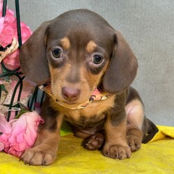 Adopt a dog:Julian/Dachshund/Female/,Hi, I'm Julian! I'm a 6-week-old female Dachshund with a beautiful chocolate & tan coat, born on August 8. I'll be ready to go home to my forever family after October 3, once I'm grown enough to leave my litter. When I reach my adult size, I should weigh between 9–10 lbs. I'm AKC registered. My tail wags for the thought of being part of a lovely family.