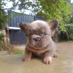 Beautiful French bulldogs//Female/NaN,We have one beautiful boy remaining looking for his furever home. He is the sweetest little boy who adores cuddles and loves food!