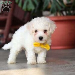 Rocky/Bichon Frise									Puppy/Male	/7 Weeks,Meet Rocky, an adorable AKC Bichon Frise puppy with a sweet personality, fluffy coat, and irresistible little face! Playful, affectionate, and curious, this lovable puppy enjoys exploring, playing with toys, and getting plenty of attention. With a gentle and happy nature, this little companion loves being around people and is sure to bring lots of love, fun, and cuddles to a forever home.