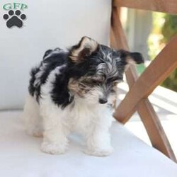 Cooper/Yorkie									Puppy/Male	/July 8th, 2026,Cooper is one of four in his litter, her approximate adult weight is 4 to 5 pounds.
