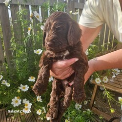 STUNNING SPROODLES PUPPIES FOR SALE //Female/NaN,Our beautiful girl has had an amazing litter of SHOW SPROODLES puppies. 