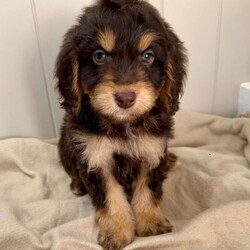 Adopt a dog:Chocolate Phantom Cockapoo Puppies/Cockapoo/Female/Sex: Mixed Litter,Our beautiful girl will soon be ready to let her perfect cockapoo puppies go to their new forever loving homes.