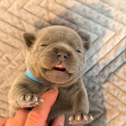 Adopt a dog:Show Quality Blue Staffy puppies /Staffordshire Bull Terrier/Female/Sex: Mixed Litter,Undeniable quality. We have a beautiful litter of 1 boy and 1 girl available for forever homes. Extremely chunky and healthy