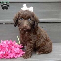 Molly/Cockapoo									Puppy/Female	/8 Weeks,Prepare to fall in LOVE!! My name is Molly and I would love to come home with you! I am sure with one look into my warm, sweet eyes and I’ll be sure I will have captured your heart already! I am very happy, playful and very kid friendly! I stand out above the rest with my beautiful chocolate coat and my sweet teddy bear face! Full of personality and always ready to give amazing puppy kisses, I would love to fill your home with all of my puppy love! I have been vet checked and I am up to date on vaccinations and dewormings and I will also come with a 1-year guarantee with the option of extending it to a 3-year guarantee. Shipping is available anywhere in the USA! My mother is Dixie, a sweet, loving 25# Cocker Spaniel, and my father is Cooper, our adorable 10# AKC genetic clear mini poodle! That makes me an F1 cockapoo and I will grow to approx. 13-18# and I will be hypoallergenic and nonshedding!! Why wait when you know I am meant to be yours? Call or text Martha to make me the newest addition to your family and get ready to spend a lifetime of tail wagging fun! (7% sales tax on in home pickups)