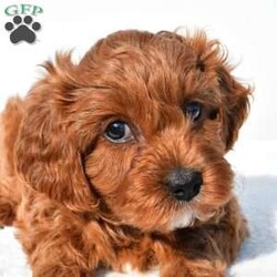 Bella/Cavapoo									Puppy/Female	/7 Weeks,Meet Bella, she will melt your heart with her cuteness, super sweet loving temperament and personality. 
