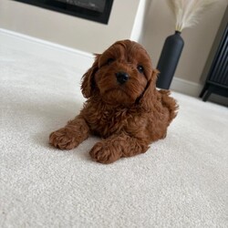 F1 toy cavapoos health tested //Female/NaN,Hello and welcome to our advert here’s our adorable litter of f1 toy Cavapoos. We have both boys and girls looking for their forever homes .