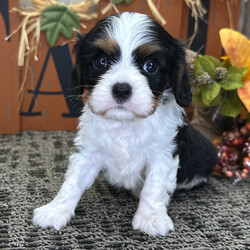 Adopt a dog:Flannel/Cavalier King Charles Spaniel/Female/,Hi, I'm Flannel! I'm a 7-week-old male Cavalier King Charles Spaniel with a beautiful black & white coat, born on July 30. I'll be ready to go home to my forever family after September 24, once I'm grown enough to leave my litter. When I reach my adult size, I should weigh between 8–23 lbs. I'm AKC registered. My paws are ready to pitter-patter through your home and heart.
